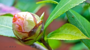 富貴茶花賀新年 - 自家茶花