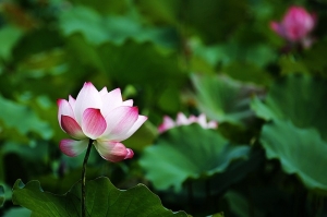 ※夏荷花語-5D III+大白