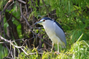 ※※ 植物園鳥拍 ※※