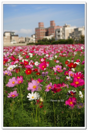 竹北麻園波斯菊花海