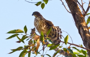 森林公園拍鳥回顧