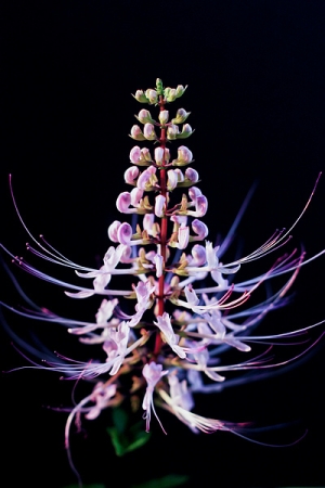 The Only Flower You Are