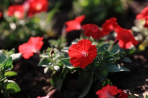 台南公園的花花草草