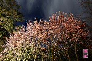 武陵農場-最近很夯的櫻花