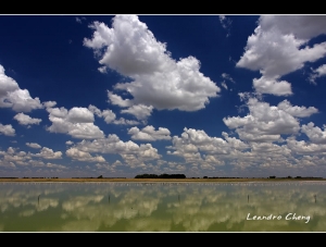 智利紅鶴 (火烈鳥)
