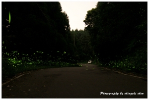螢火蟲 20110519