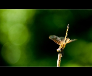 夏天涼快一下吧!