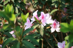 公園試拍