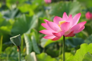 草漯蓮園攝荷花
