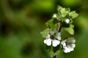 報春花科&nbsp;&nbsp;施丁草 Stimpsonia chamaedryoides