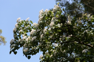 ＊油桐花＆雜拍＊