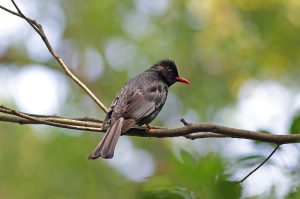 456L~新竹十八尖山