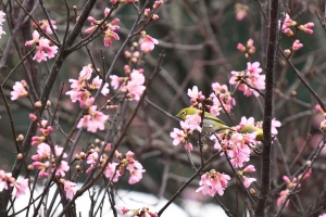 我的小品--幾張失敗的作品
