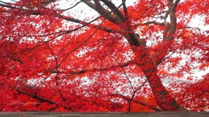 期待妳那秋彩的透亮【西日本紅葉】詩‧精選