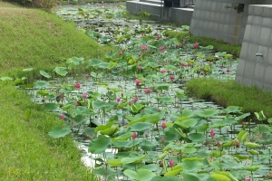高雄美術館荷花(蓮花)開了
