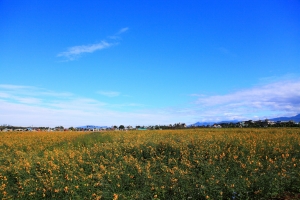 台中新社花海 Part 1