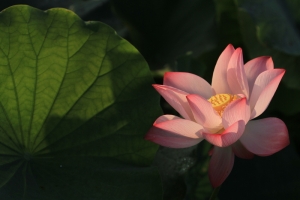 秀&nbsp;&nbsp; 荷