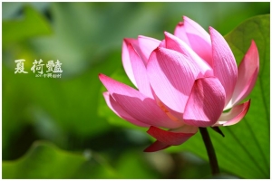 [南投]中興新村‧夏荷豔