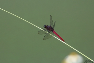 也是拍橙頰梅花雀的贈品