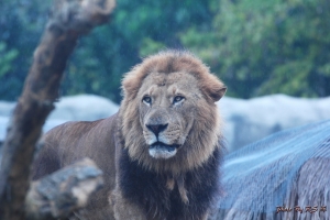 澄清湖和壽山動物園隨拍~
