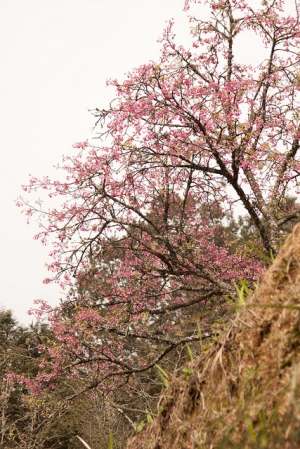阿里山櫻花