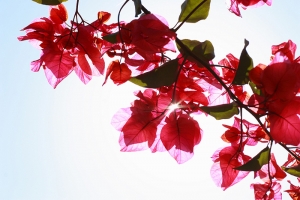 元旦大雪山２日　花草葉集