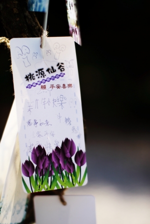 桃源仙谷之鬱金香