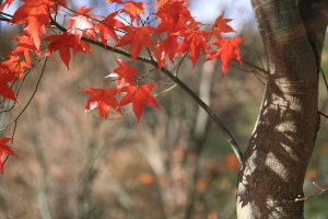 心蓉-四日遊（中壢--->武陵農場）