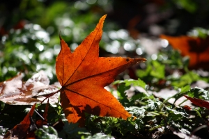 奧萬大之楓葉還沒紅.....
