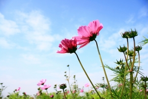 春天花兒朵朵開