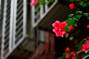 SIGMA 85mm F1.4巷內試拍-預祝新年快樂