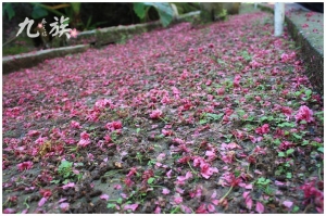 [南投]趕不及的九族櫻花祭