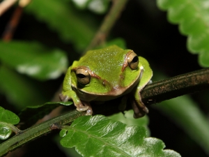 首次微距攝影-四崁水夜拍