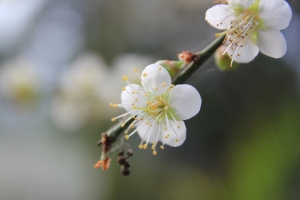 烏松崙-特寫梅花~~