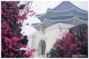 中正紀念堂賞櫻-鳥語花香