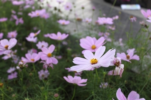 花博