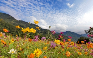 五峰鄉波斯菊花田