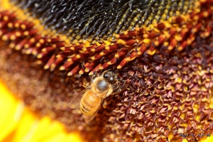 溪頭之旅[微距篇]