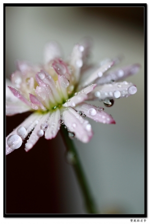 新百微之陽台之瑪格麗特之水滴之無聊拍拍^^