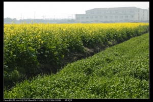 花的小品(二) 請指教--an eye