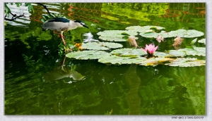 花荷鳥之五色很忙