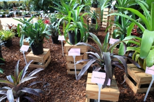 台中新社花海 Part 2