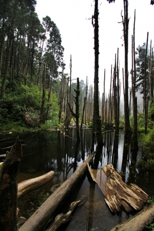 忘憂森林 CPL初體驗