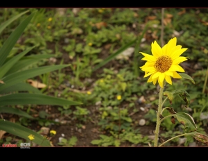 台北奔牛節 in華山藝文特區