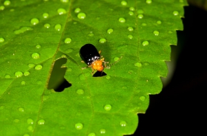 雨中的葉蚤