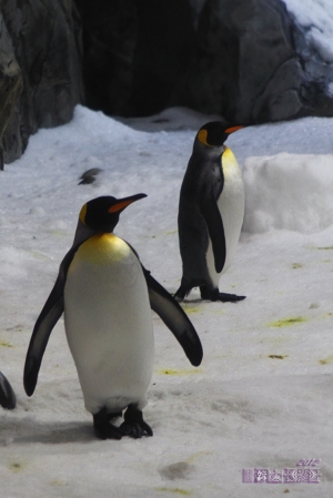 墨爾本水族館半日遊