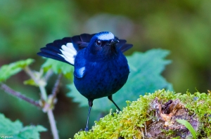 大雪山的鳥-白尾鴝
