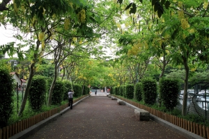 仁愛廣場 阿勃勒