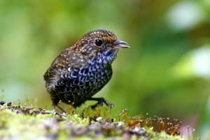 台灣四大難拍-鱗胸鷦鷯