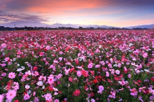 花海晨曦